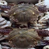 High quality frozen crab