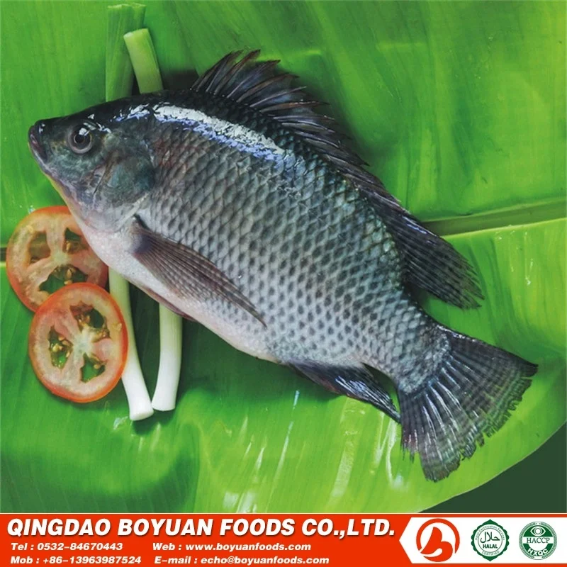 wrtilapia1