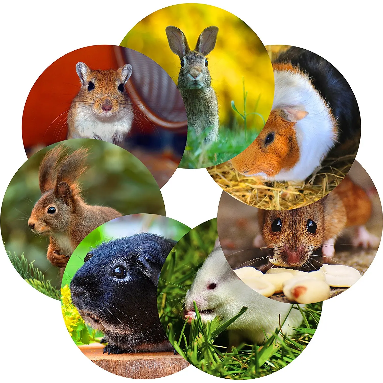 Rodents Reward Sticker Labels, 70 Stickers @ 1" inch, Glossy Photo Quality, Ideal for Children Parents Teachers Schools Doctors Nurses Opticians