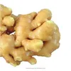 China high quality fresh ginger suppliers