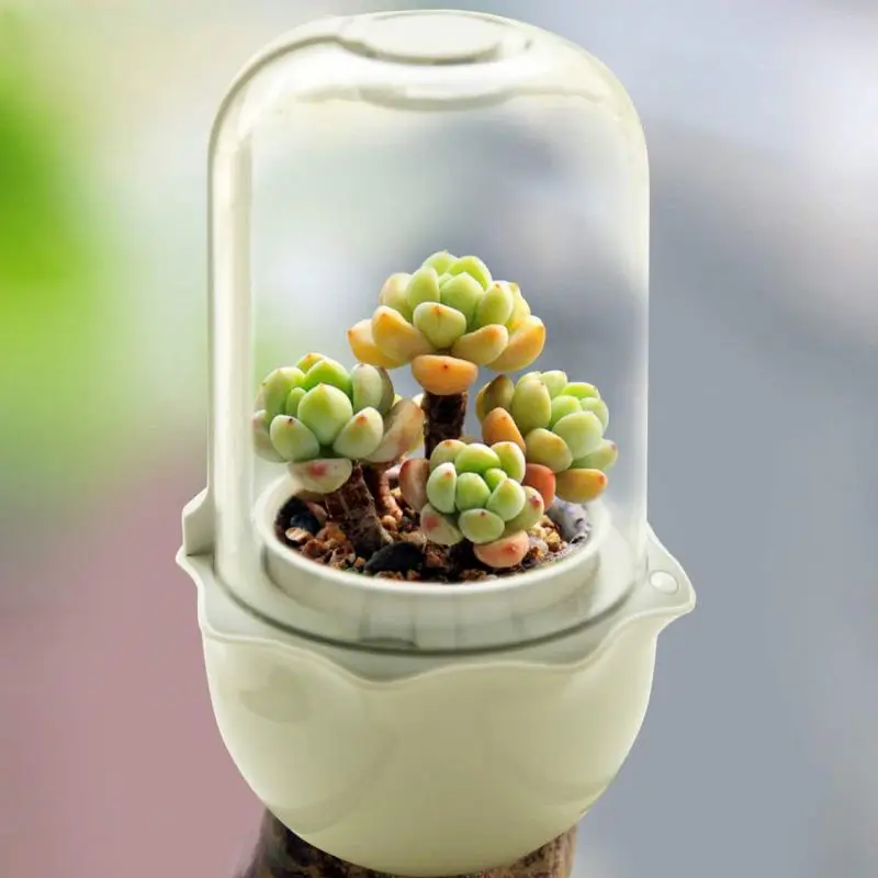 

cover crop seeds flower pot smart garden