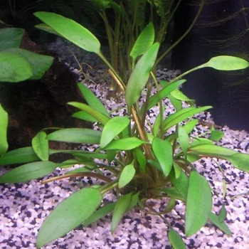 Willisii (nevillii) Crypt - Cryptocoryne Nevillii