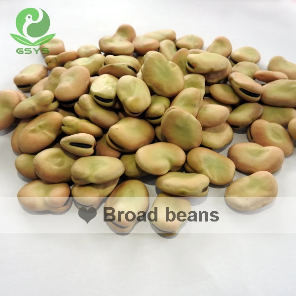 
Chinese broad beans Qinghai Origin english bean 