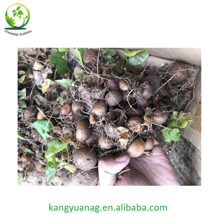 
All sizes Dioscorea Elephantipes for sale 
