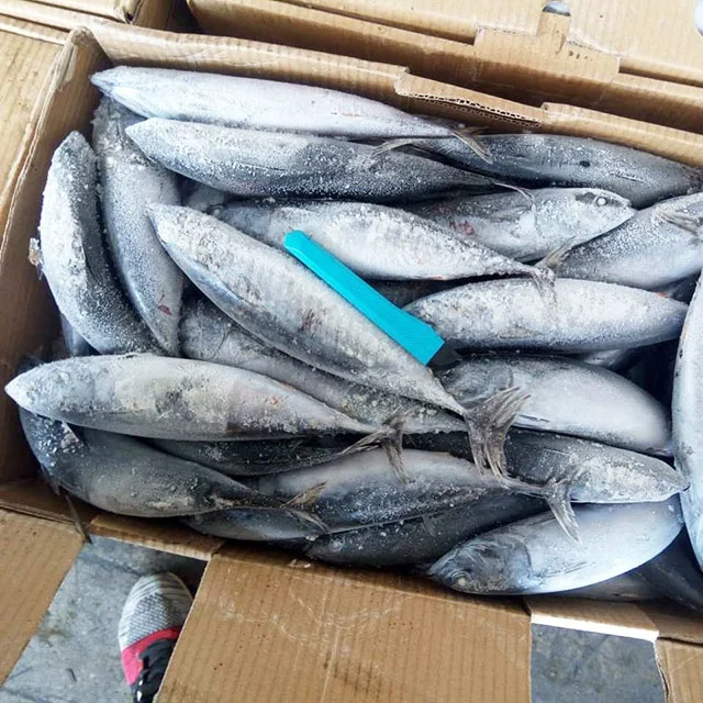Frozen Bonito Tuna Fish For Bait (1).jpg