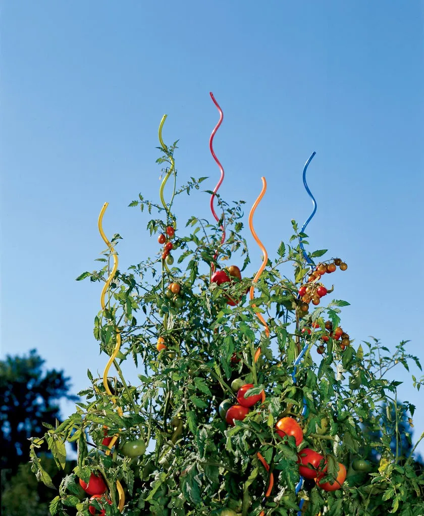 durable and robust tomato growing spiral stake plant growing