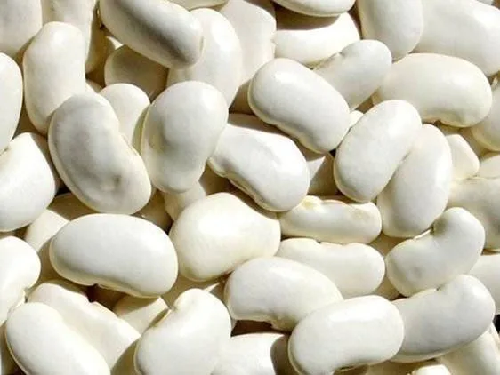 White kidney bean extract phaseolin powder alpha amylase inhibitor