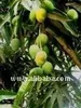 mango,pinaple,sheanut,onion,pepper.