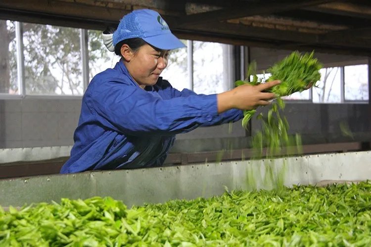 Cheap and good sweet honey organic high mountain yellow tea from yunnan - 4uTea | 4uTea.com