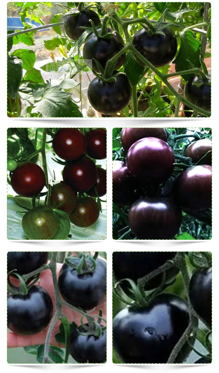 卸売野菜苗黒トマト種子 Buy トマト種子 Product On Alibaba Com
