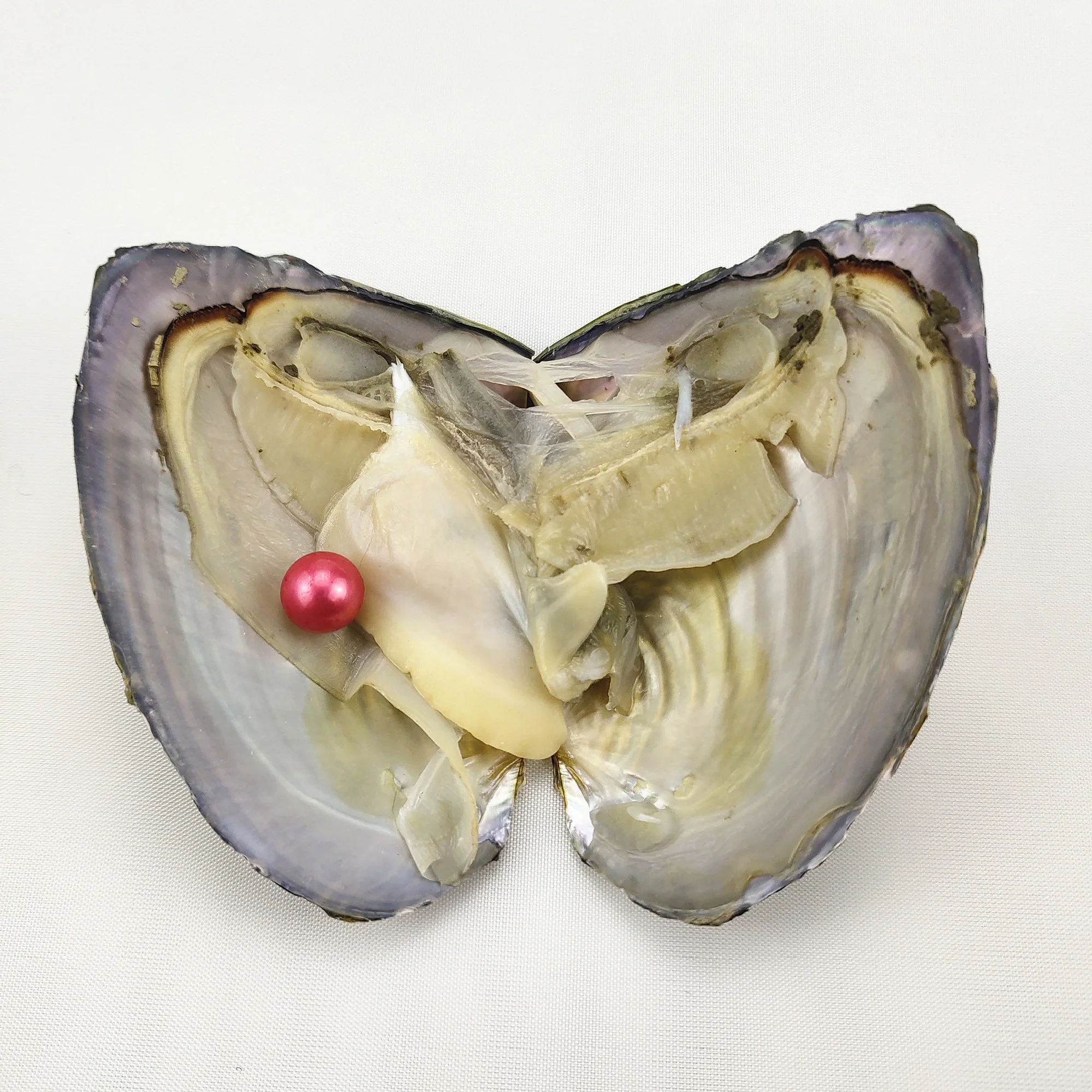 

32 colors Freshwater oyster shell,7-8mm 3A grade round freshwater pearl in oyster ,round natural pearl, N/a