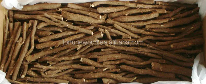 
Wood production paulownia shan tong seedling 