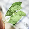 3004 Bohe 100% Natural Dry mint leaves for drinking