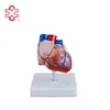 Plastic Heart Anatomy Model
