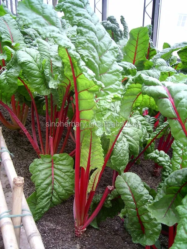 Hot Sale Rainbow Swiss Chard Seeds Buy Beet Seeds Sugar Beet