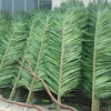 2019 Hot Sale Wholesale Price Decorations Green Plastic Artificial Palm Tree Leaves