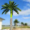Guansee Arabic palm tree for selling and project use good price