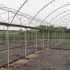 Plastic Greenhouse structure with hydroponic system