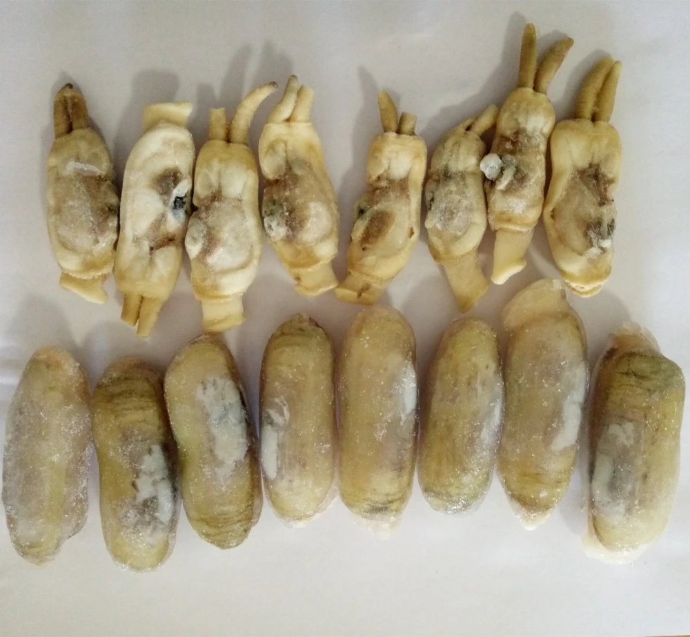 razor clam9.jpg