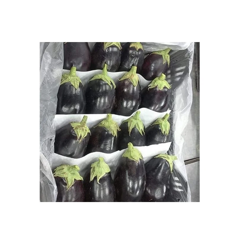 
wholesale fresh black eggplant from Egypt 