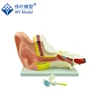 Eco-friendly PVC Human Body Organs Silicon Middle Ear Model