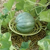 melon and squash growing support cradle