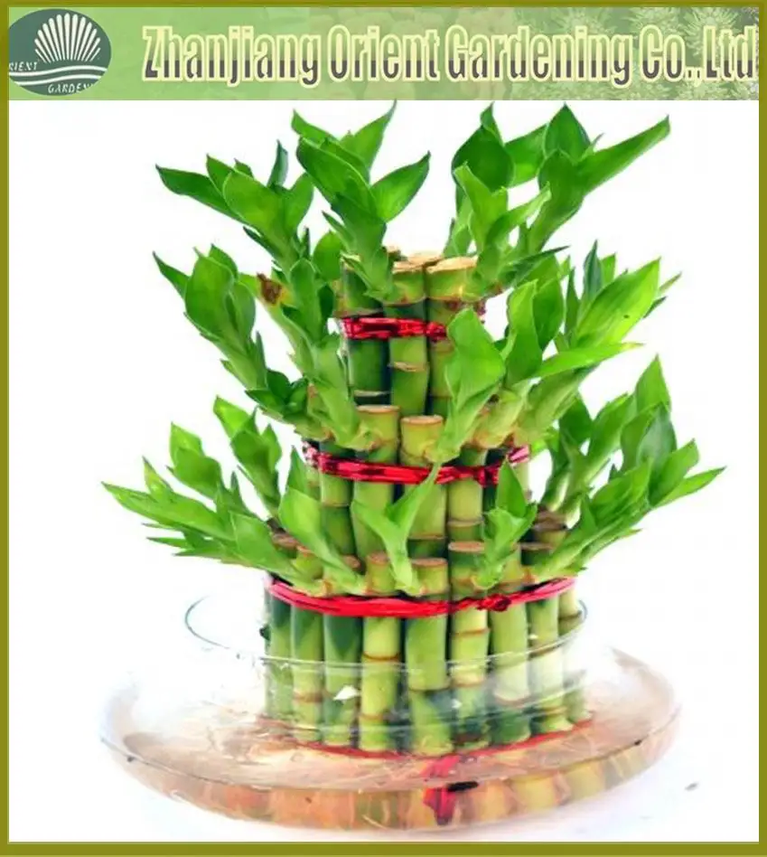 3-layer tower bamboo2