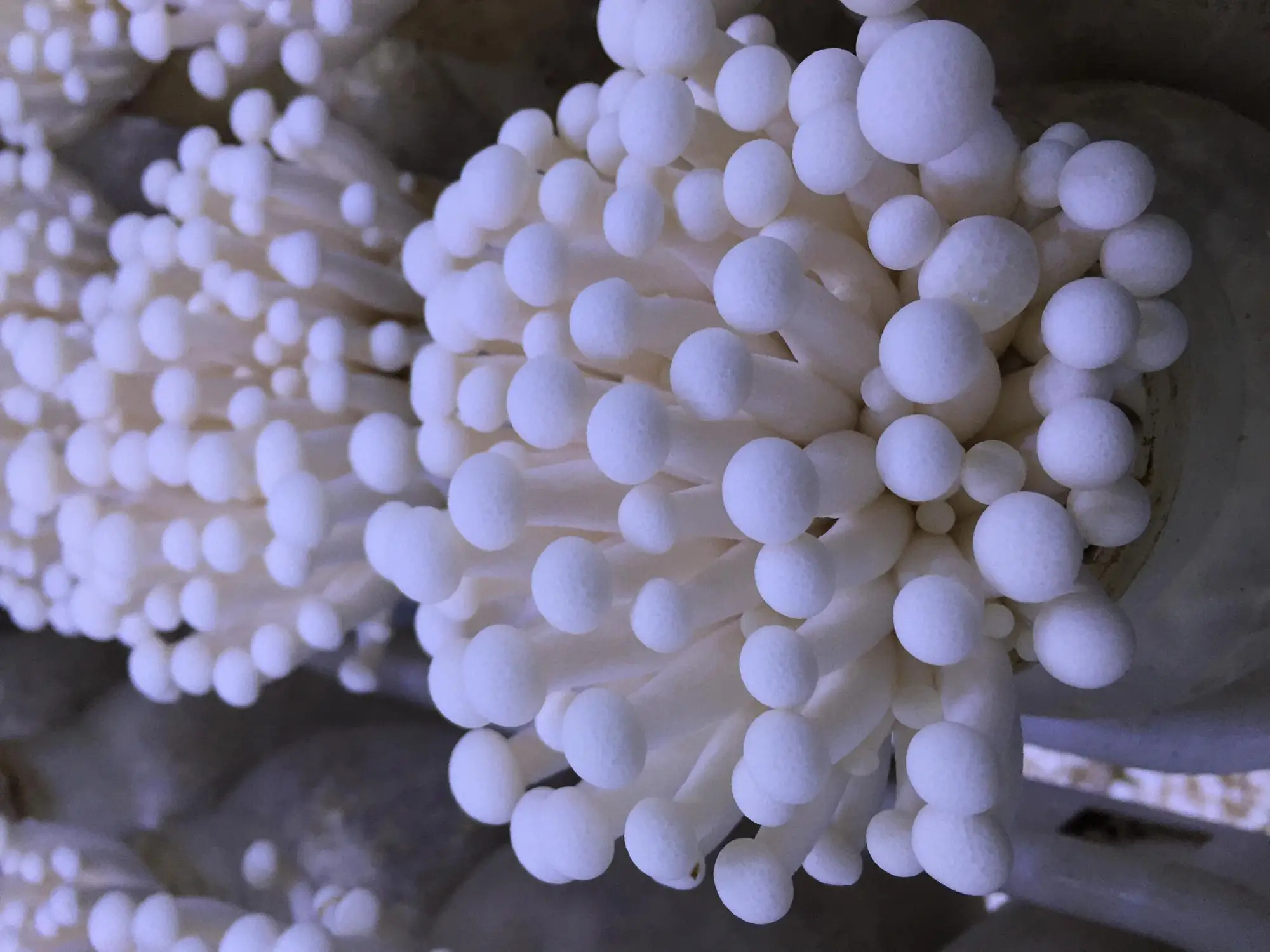 Detan White Shimeji Spawn/mushroom Grow Bags Buy Mushroom Grow Bags