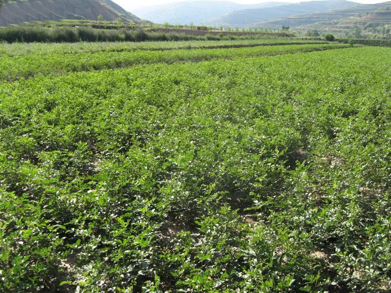 
Dried Licorice glycyrrhizae root 