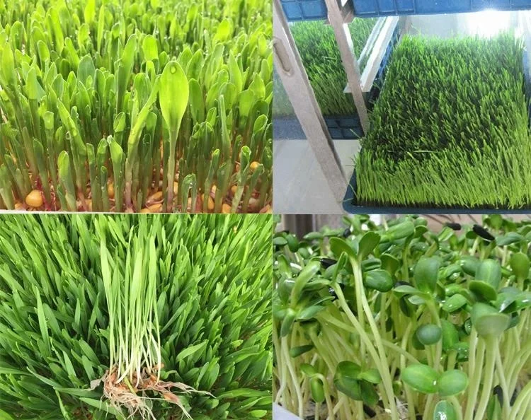hydroponic fodder system