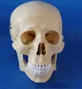 Human Structure Life-Size Skull
