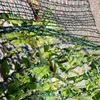 Welcomed harvester olive collect netting