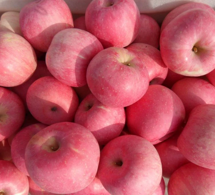 New Crop shandong yantai origin fuji apple