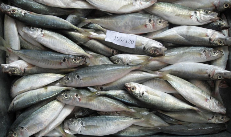 horse mackerel 100g 750.jpg