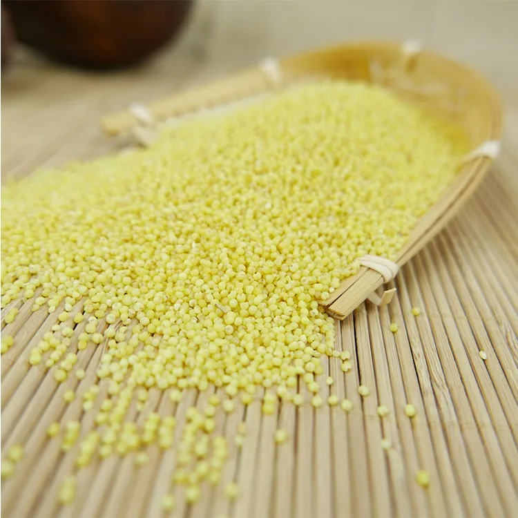 organic yellow millet bulk and vacuum packing export grade 2019 crop