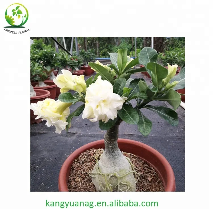 
Taiwan grafted colorful Adenium Obesum Desert Rose plants 