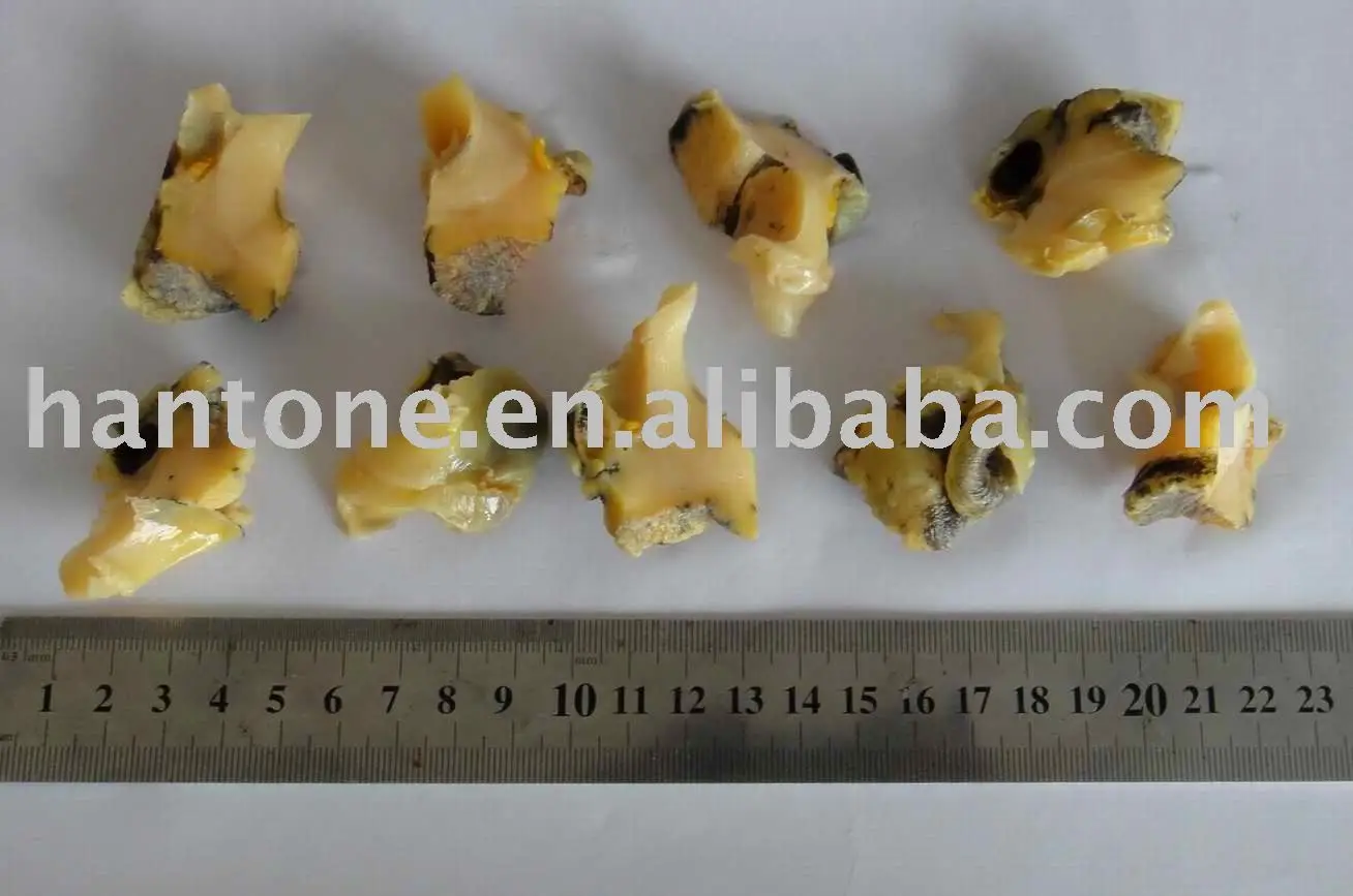 
Frozen Boiled Top Shell Meat 