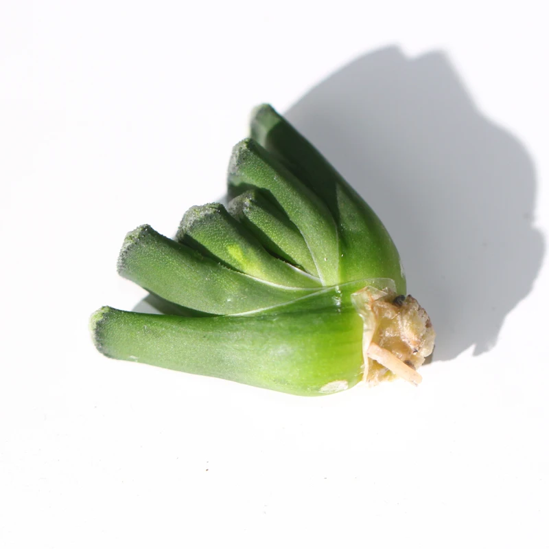 
Colorful Succulent plants of haworthia truncata 