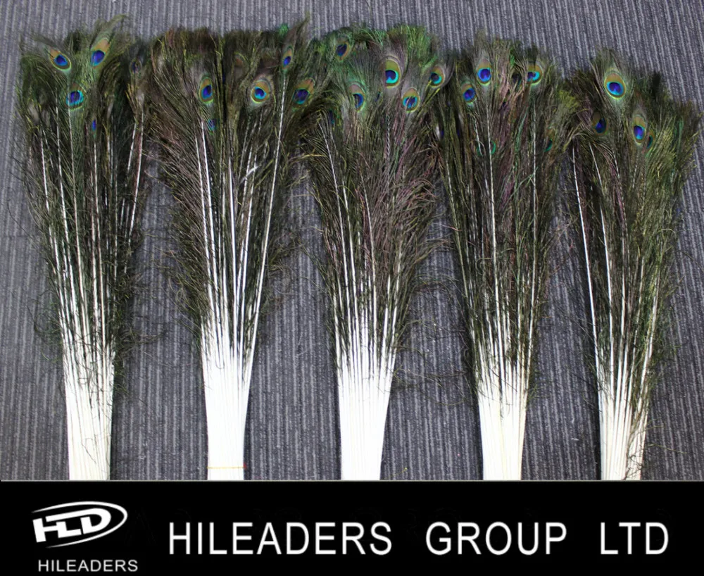 natural peacock tail.jpg