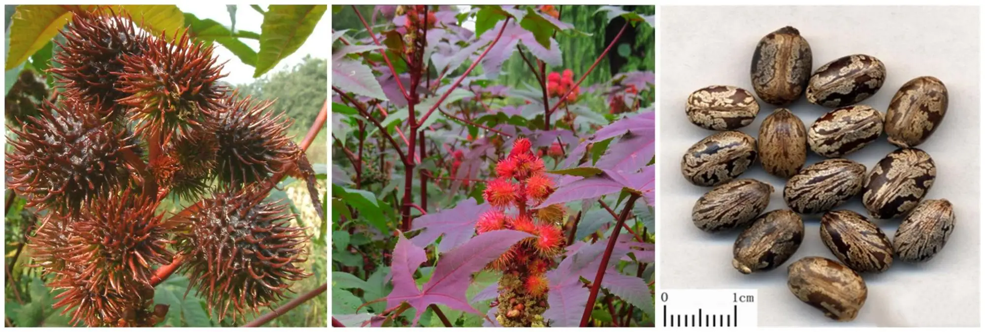 Bi Ma Zi Hot Sale Natural Herb Medicine Bulk Castor Beans Seed Buy