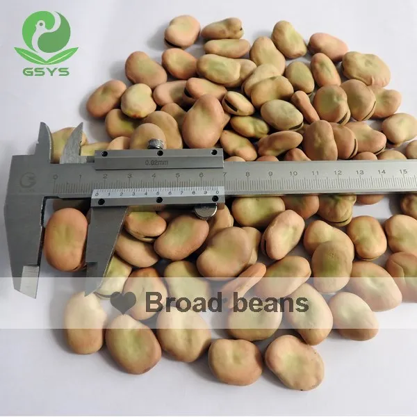
Chinese broad beans fava beans 40-50 beans/100g Qinghai origin 