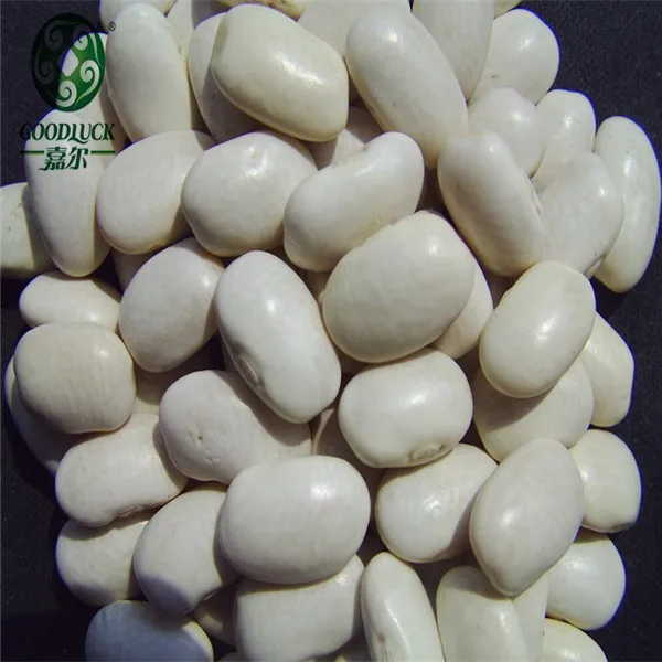 农业 豆子 云豆 产品描述 产品类型: 中国有机干和生白色芸豆圆形