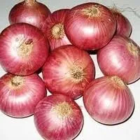 pink onion2