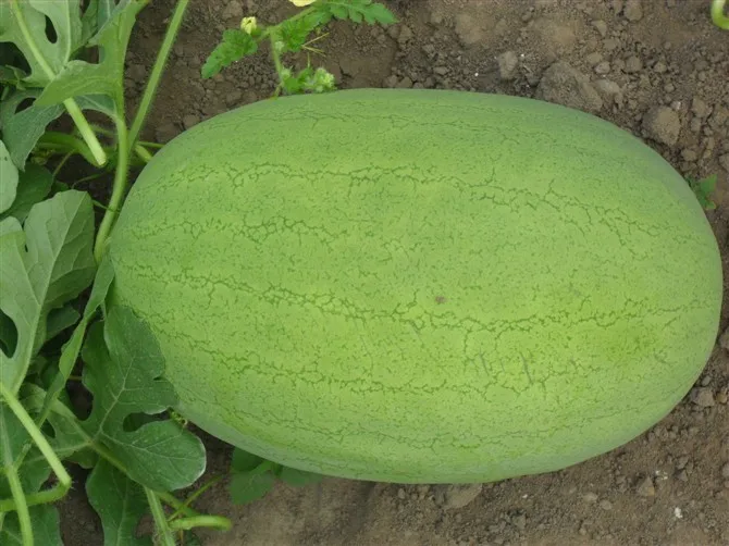 Shuangxing F1 Big Hybrid Watermelon Seed - Buy Watermelon Hybrid Seeds ...