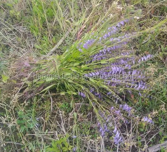 
organic herb Natural wild Scutellaria barbata 