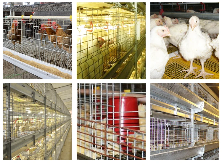 Used Transport Live Galvanized Chicken Cages For Sale Chennai Buy