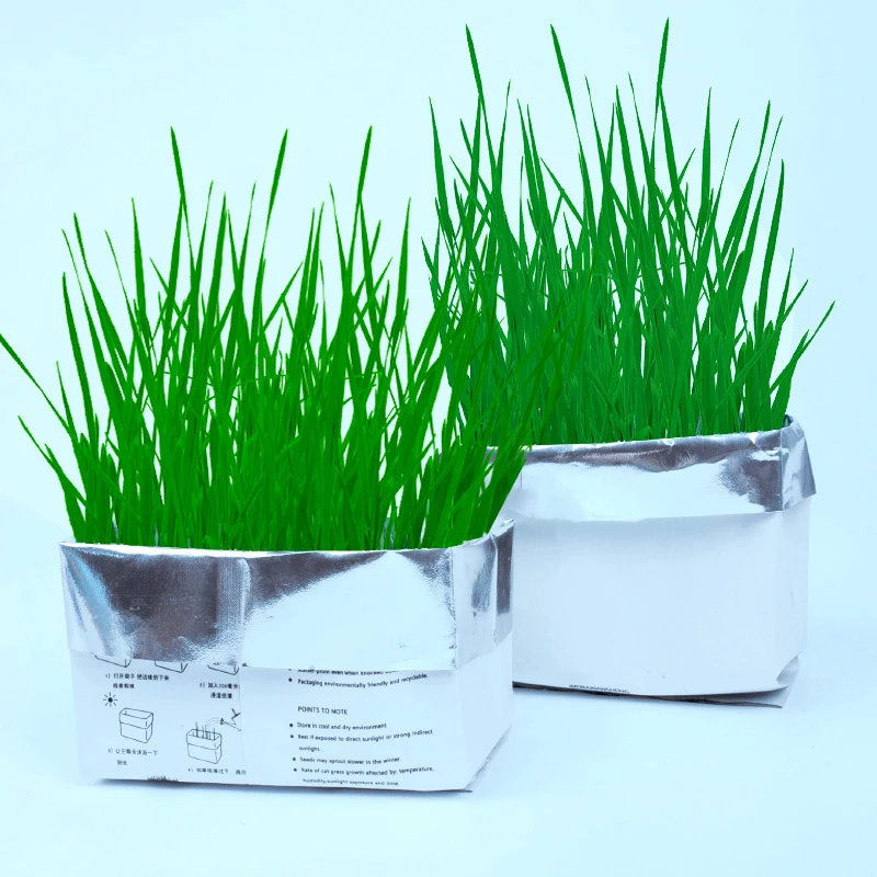Soilless Cat Grass Hydroponic Cat Grass - Buy Cat Hairy Grass,Lazy