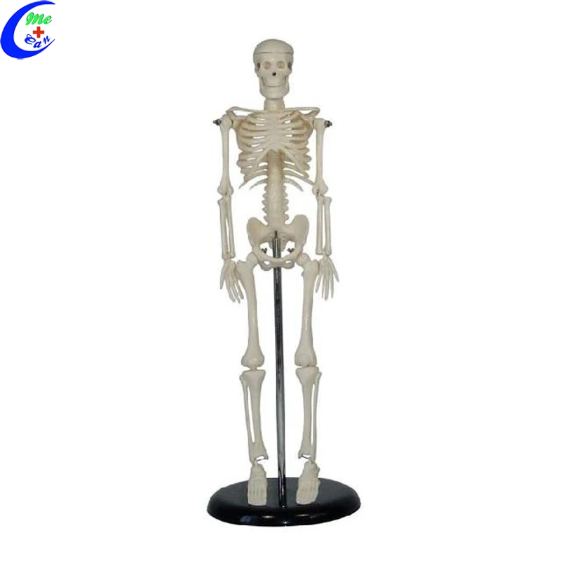 Model Anatomi Kerangka Torso Manusia Buy Model Anatomi Model Anatomi Kerangka Manusia Torso Anatomi Model Product On Alibaba Com