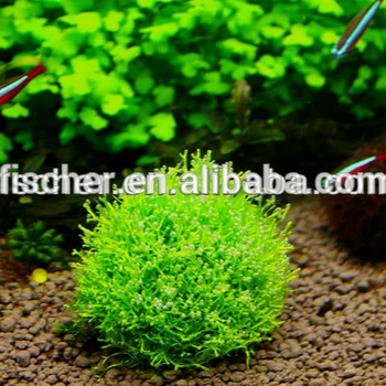 Moss S Tanaman Aquarium Plastik Moss Bola Untuk Tanaman Tangki