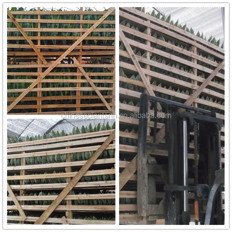 sansevieria packing1.jpg